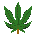   marijuana