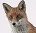    FoxesForever