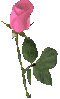 ורד